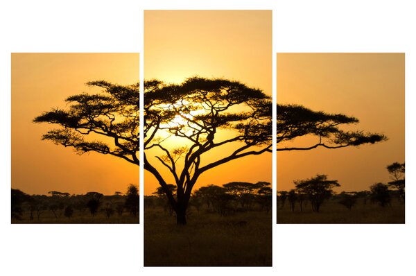 Obraz - Africká savana (90x60 cm)