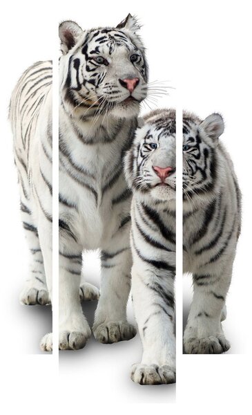 Obraz - Biely tiger (150x105 cm)