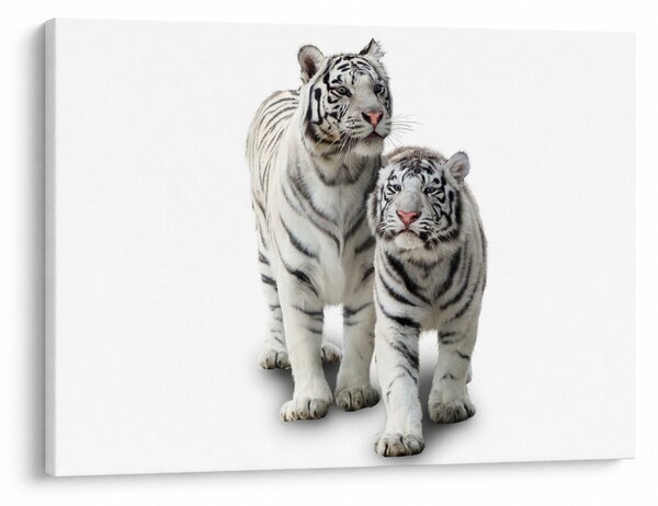 Obraz - Biely tiger (70x50 cm)