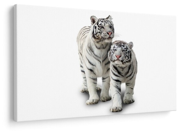 Obraz - Biely tiger (90x60 cm)