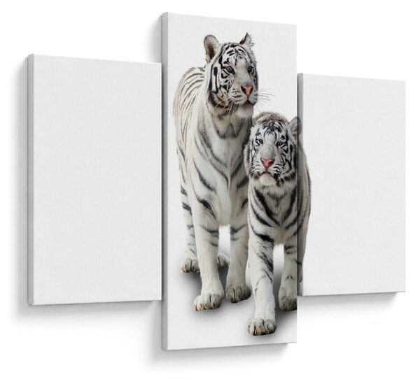Obraz - Biely tiger (90x60 cm)
