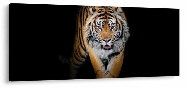 Obraz - Tiger (120x50 cm)