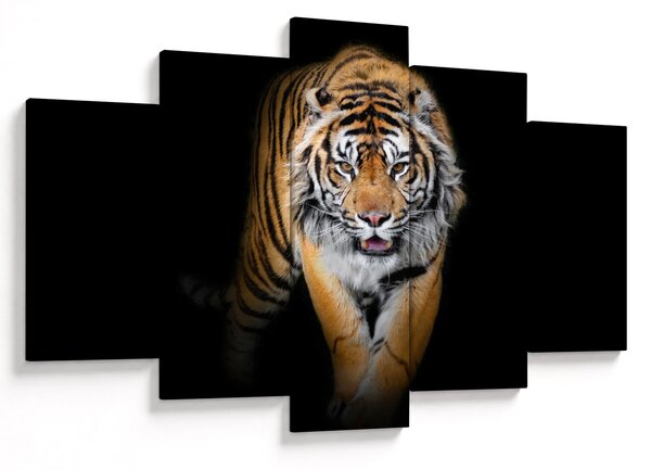 Obraz - Tiger (150x105 cm)