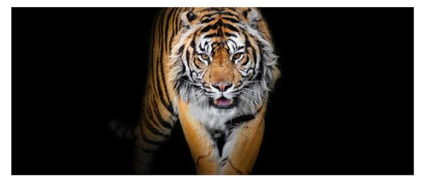 Obraz - Tiger (120x50 cm)