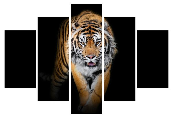 Obraz - Tiger (150x105 cm)