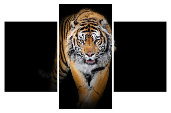 Obraz - Tiger (90x60 cm)