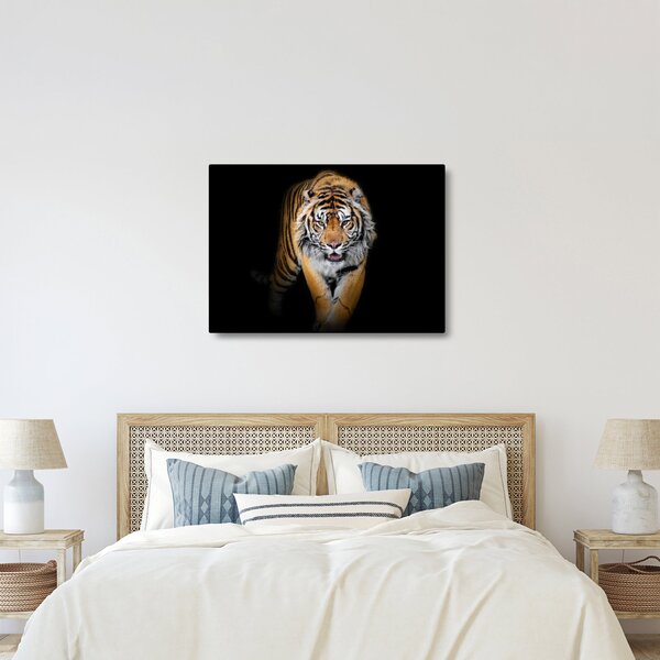 Obraz - Tiger (70x50 cm)