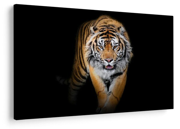 Obraz - Tiger (90x60 cm)