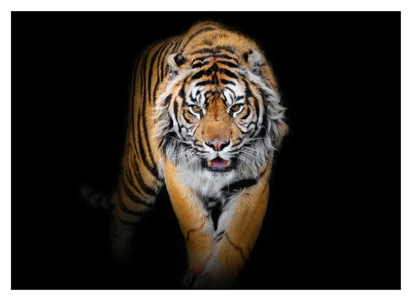 Obraz - Tiger (70x50 cm)