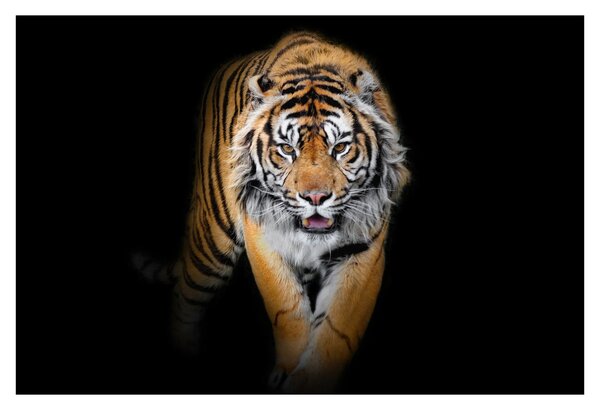 Obraz - Tiger (90x60 cm)