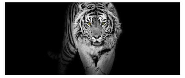 Obraz - Tiger so žltými očami (120x50 cm)