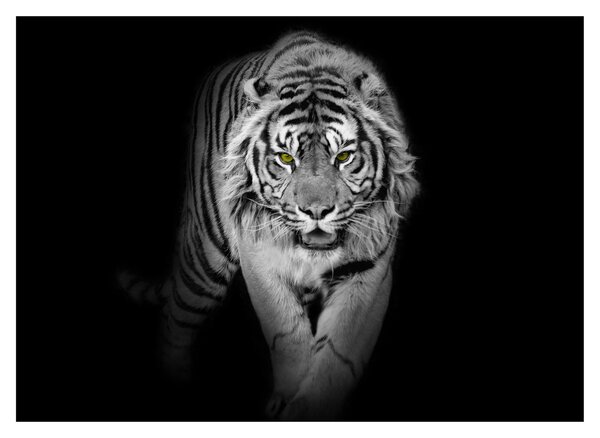 Obraz - Tiger so žltými očami (70x50 cm)