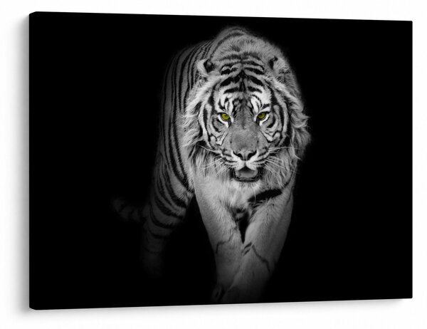 Obraz - Tiger so žltými očami (70x50 cm)