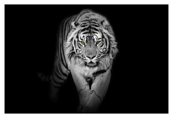 Obraz - Tiger so žltými očami (90x60 cm)