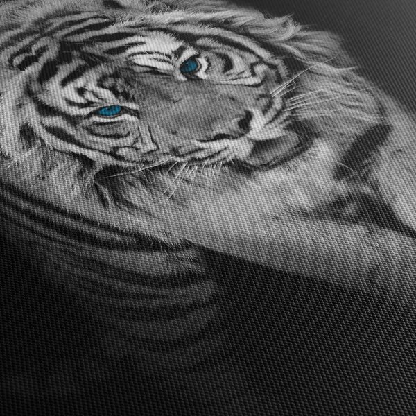 Obraz - Tiger s modrými očami (150x105 cm)