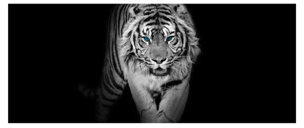 Obraz - Tiger s modrými očami (120x50 cm)