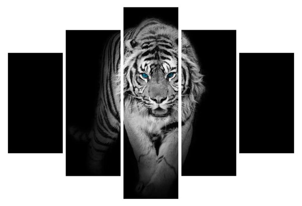 Obraz - Tiger s modrými očami (150x105 cm)
