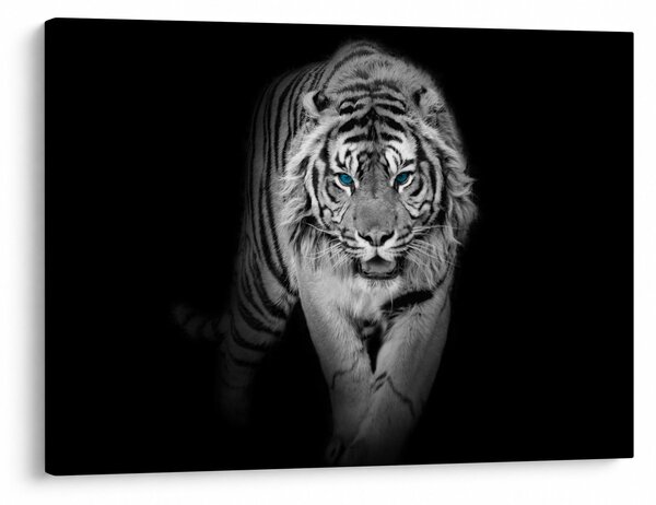 Obraz - Tiger s modrými očami (70x50 cm)