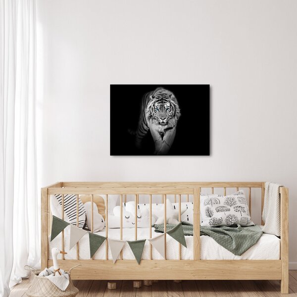 Obraz - Tiger s modrými očami (70x50 cm)