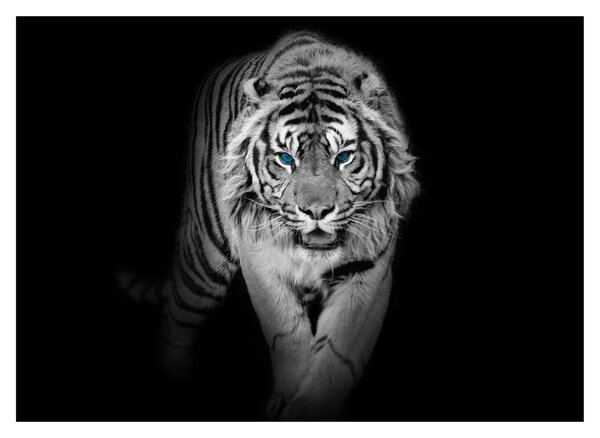 Obraz - Tiger s modrými očami (70x50 cm)