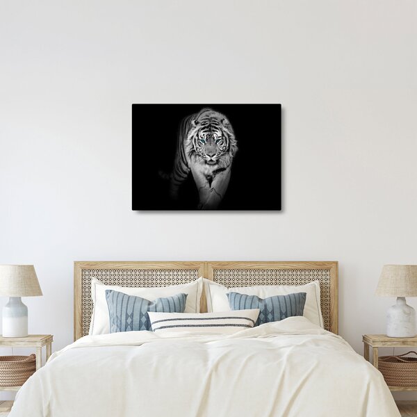 Obraz - Tiger s modrými očami (70x50 cm)
