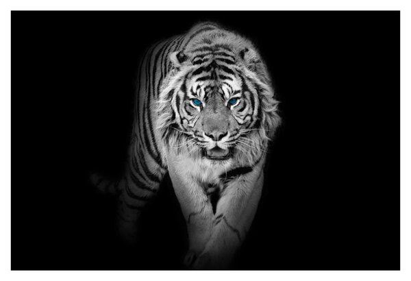 Obraz - Tiger s modrými očami (90x60 cm)