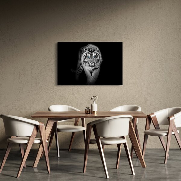 Obraz - Tiger s modrými očami (90x60 cm)
