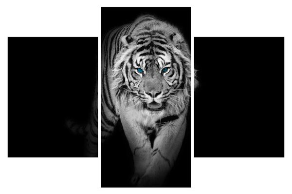 Obraz - Tiger s modrými očami (90x60 cm)