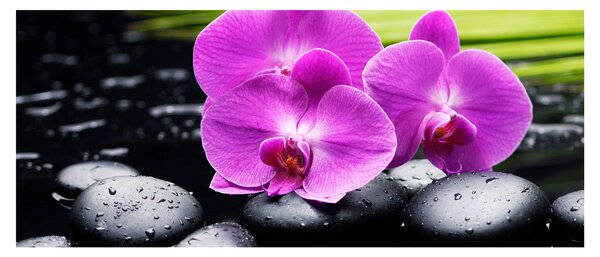 Obraz - Orchidey (120x50 cm)