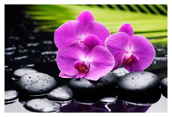 Obraz - Orchidey (90x60 cm)