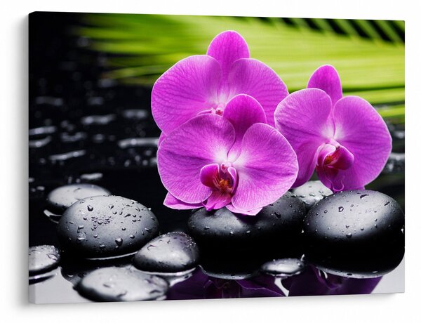Obraz - Orchidey (70x50 cm)