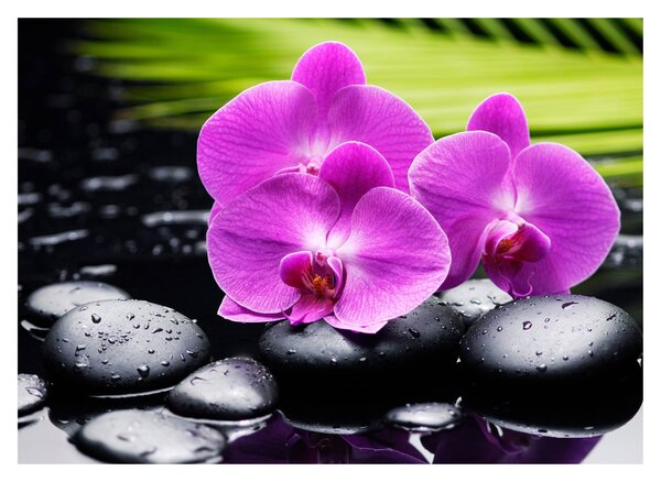 Obraz - Orchidey (70x50 cm)