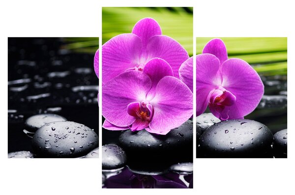 Obraz - Orchidey (90x60 cm)