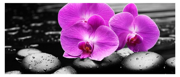 Obraz - Fialové orchidey (120x50 cm)