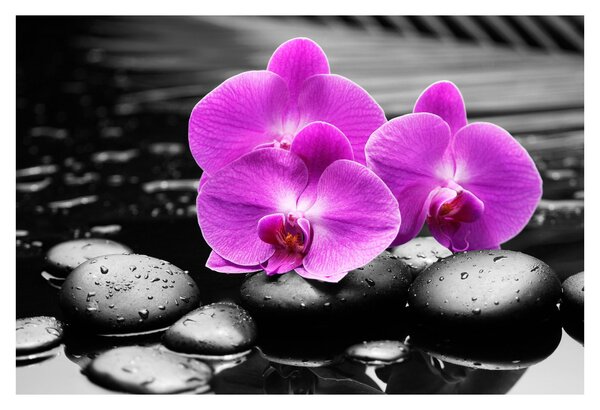 Obraz - Fialové orchidey (90x60 cm)