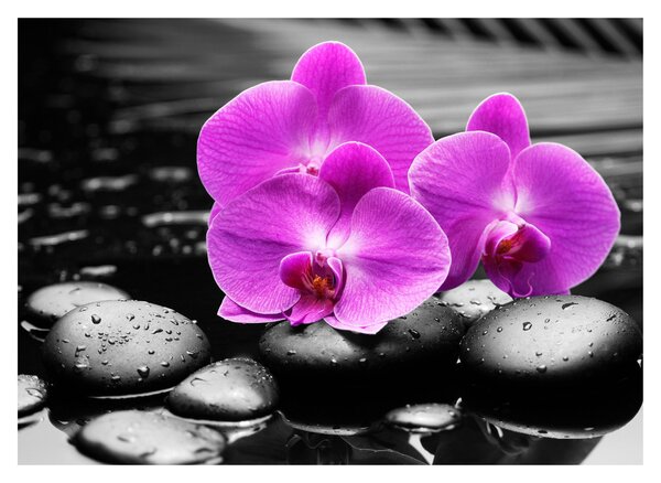 Obraz - Fialové orchidey (70x50 cm)