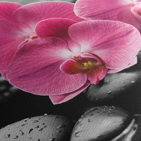 Obraz - Ružové orchidey (90x60 cm)
