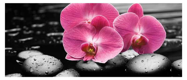 Obraz - Ružové orchidey (120x50 cm)