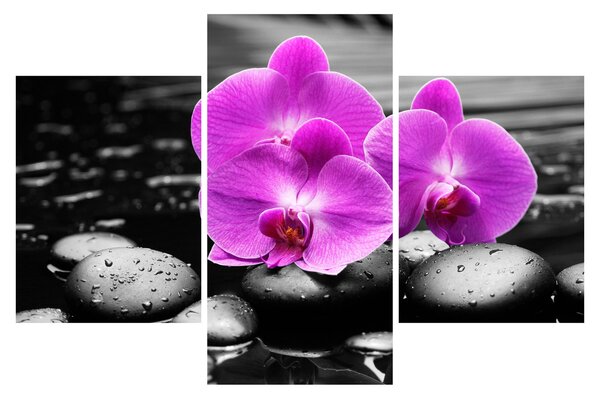 Obraz - Fialové orchidey (90x60 cm)
