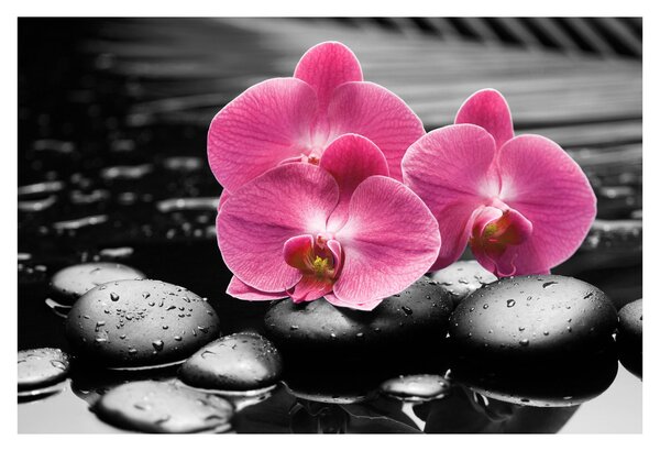 Obraz - Ružové orchidey (90x60 cm)