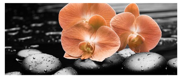 Obraz - Oranžové orchidey (120x50 cm)