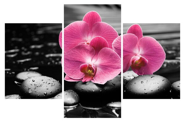 Obraz - Ružové orchidey (90x60 cm)