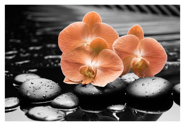 Obraz - Oranžové orchidey (90x60 cm)