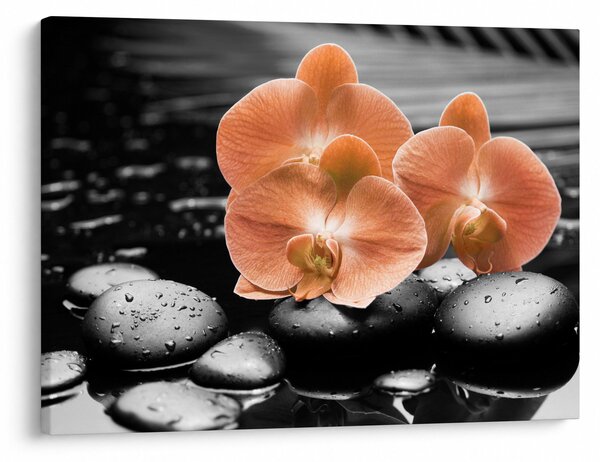Obraz - Oranžové orchidey (70x50 cm)