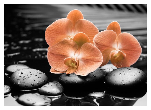Obraz - Oranžové orchidey (70x50 cm)