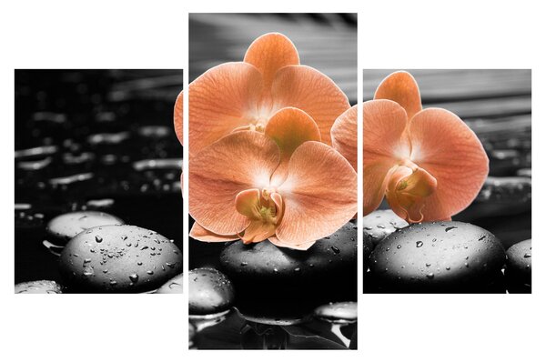Obraz - Oranžové orchidey (90x60 cm)