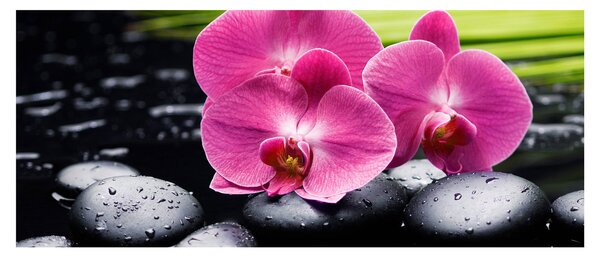 Obraz - Ružové orchidey s palmovým listom (120x50 cm)