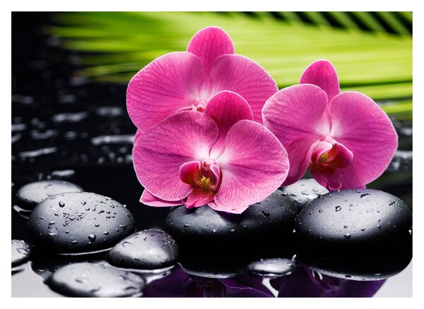 Obraz - Ružové orchidey s palmovým listom (70x50 cm)