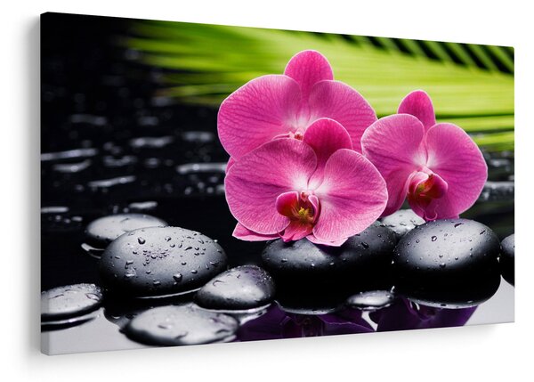 Obraz - Ružové orchidey s palmovým listom (90x60 cm)