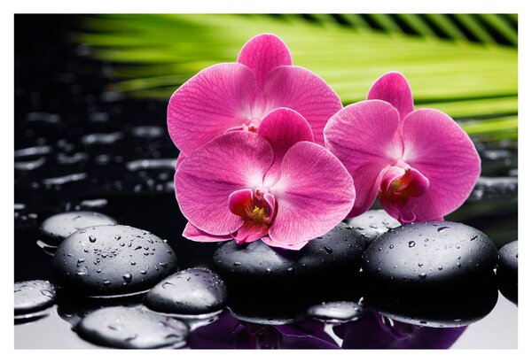 Obraz - Ružové orchidey s palmovým listom (90x60 cm)